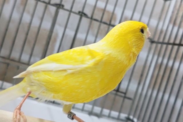 ローラーカナリア