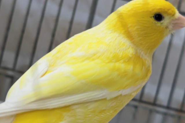 ローラーカナリア