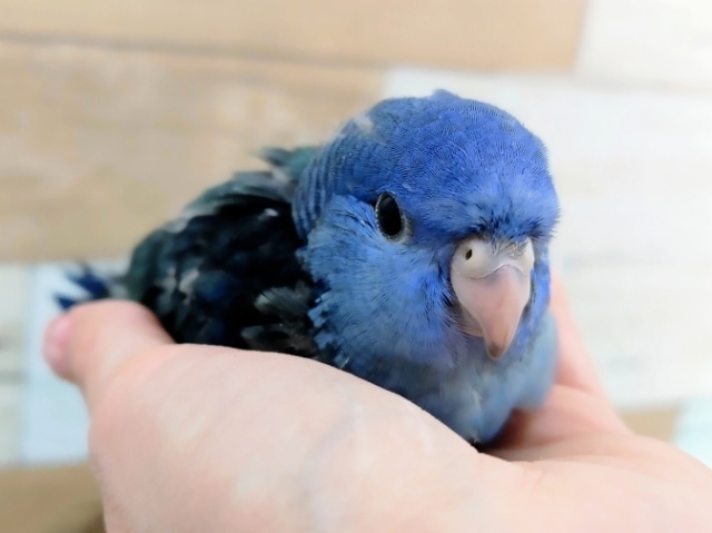 サザナミインコ