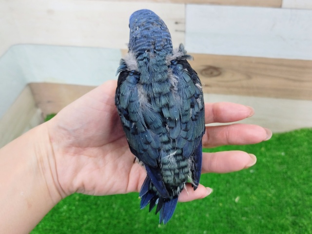 サザナミインコ