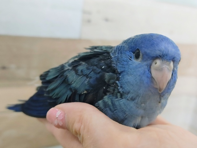 サザナミインコ