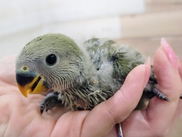 コザクラインコ（小桜インコ）