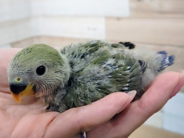 コザクラインコ（小桜インコ）