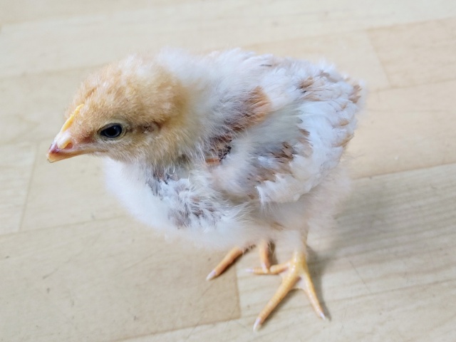 ボリスブラウン