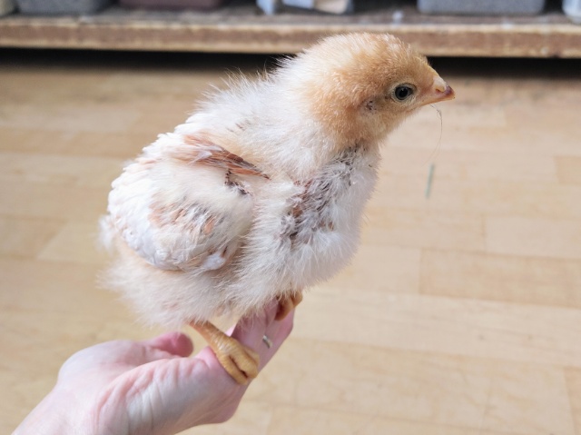 ボリスブラウン