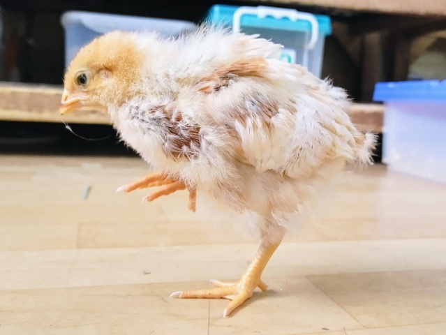 ボリスブラウン