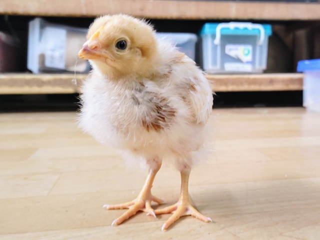 ボリスブラウン