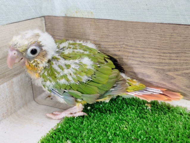 ホオミドリウロコインコ