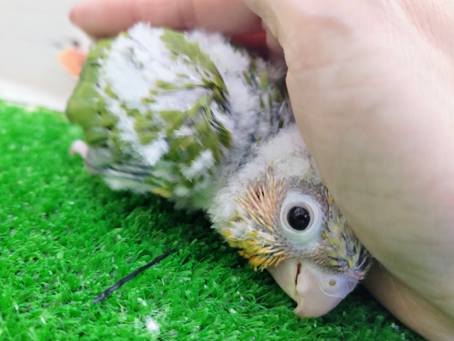 ホオミドリウロコインコ