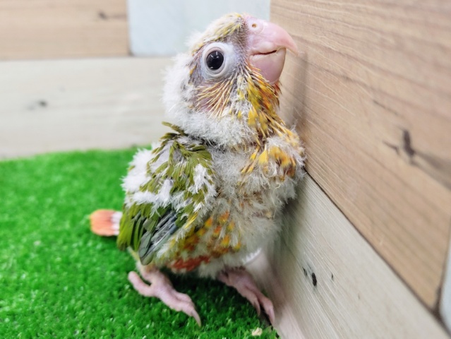 ホオミドリウロコインコ