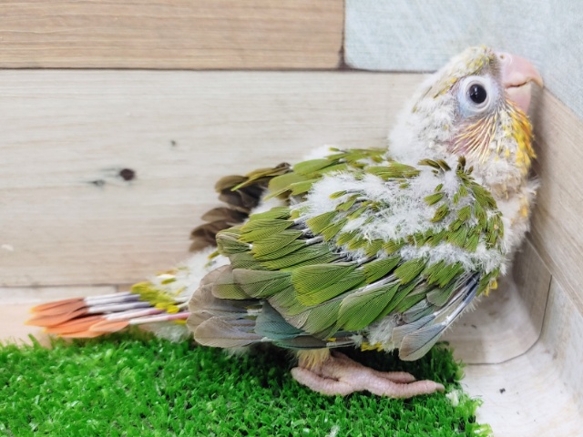 ホオミドリウロコインコ