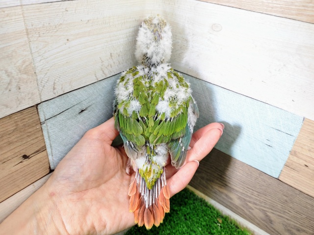 ホオミドリウロコインコ