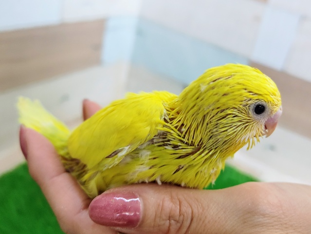 セキセイインコ