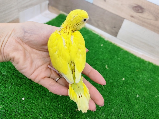 セキセイインコ