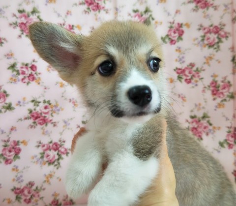 ウェルシュコーギー・ペンブローグ