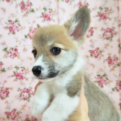 ウェルシュコーギー・ペンブローグ