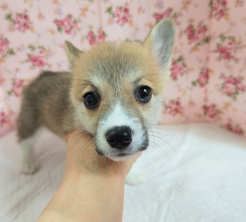 ウェルシュコーギー・ペンブローグ