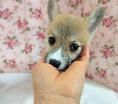 ウェルシュコーギー・ペンブローグ