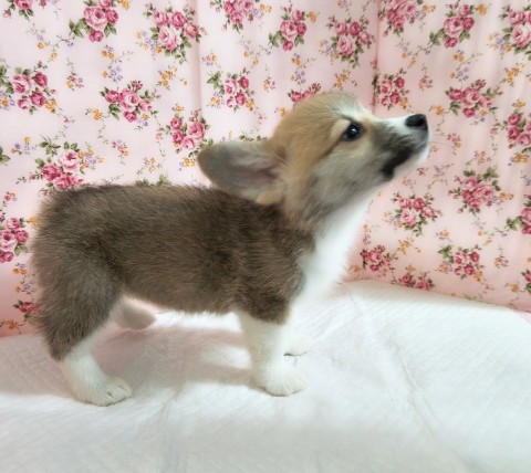 ウェルシュコーギー・ペンブローグ