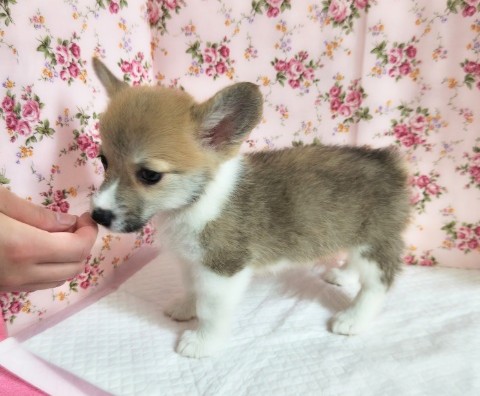 ウェルシュコーギー・ペンブローグ