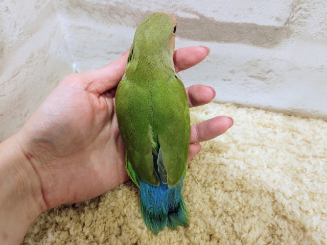 コザクラインコ（小桜インコ）