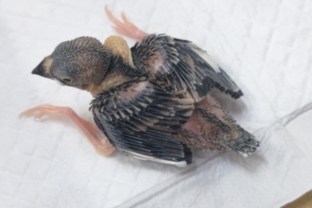 これからの成長楽しみ~🌸 桜文鳥🐣 桜文鳥