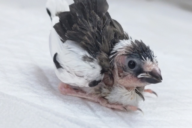 十姉妹（ジュウシマツ）