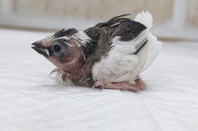 十姉妹（ジュウシマツ）