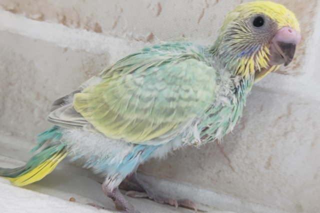 セキセイインコ