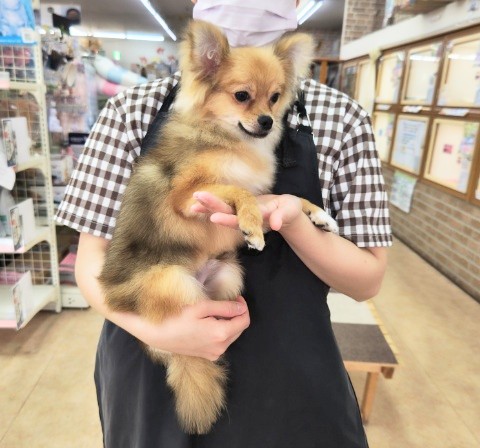 ポメチー（ポメチワ）