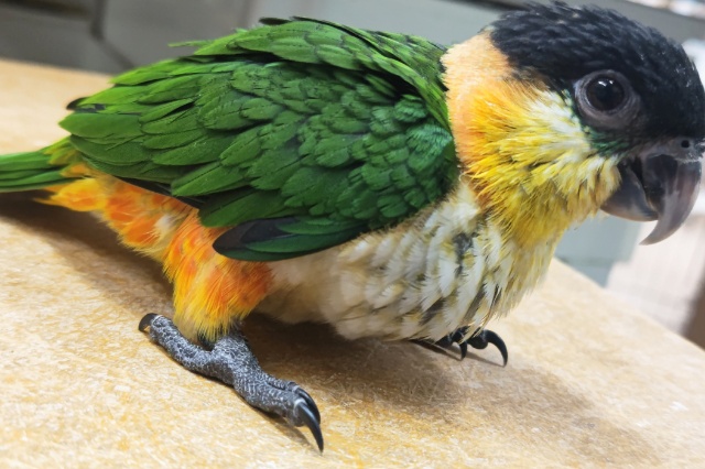 ズグロシロハラインコ