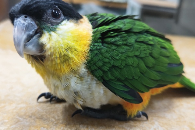 ズグロシロハラインコ