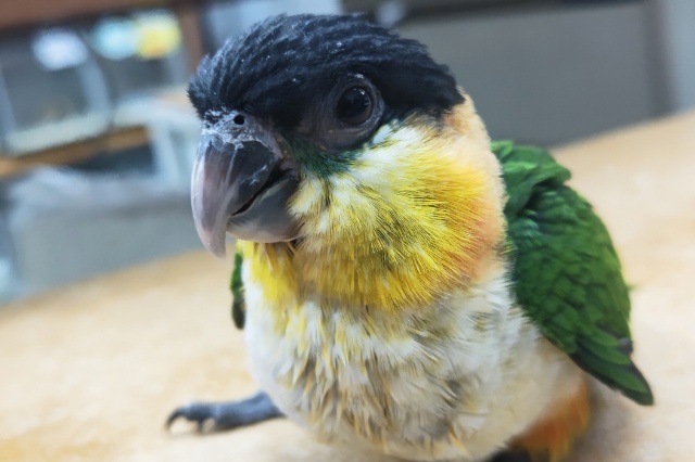 ズグロシロハラインコ