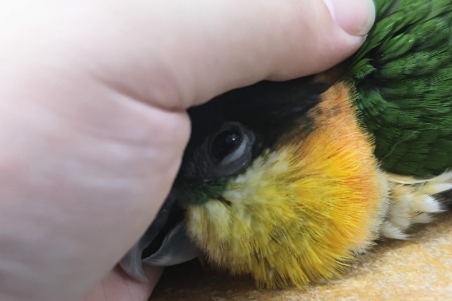 ズグロシロハラインコ