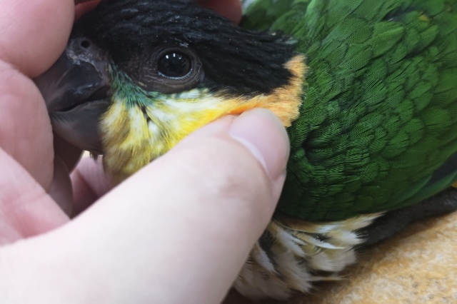 ズグロシロハラインコ