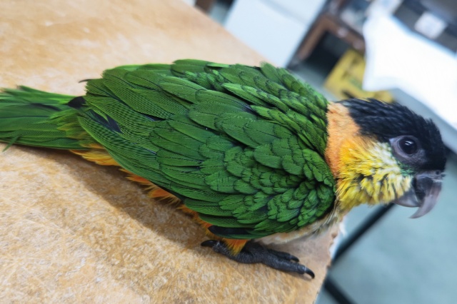 ズグロシロハラインコ