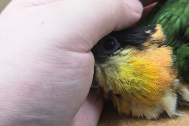 ズグロシロハラインコ