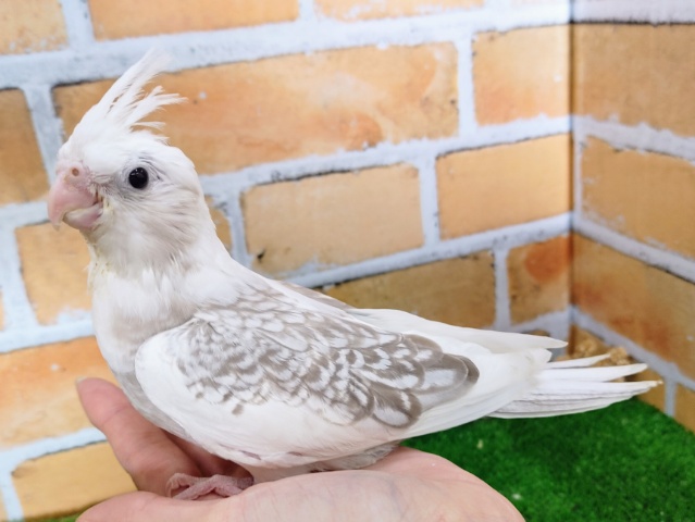 オカメインコ