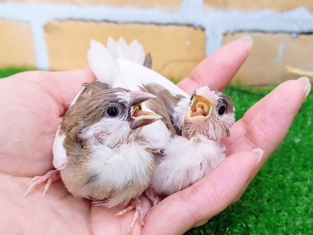 十姉妹（ジュウシマツ）