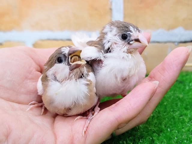 十姉妹（ジュウシマツ）