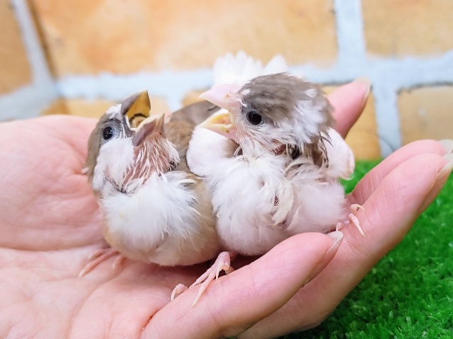 十姉妹（ジュウシマツ）