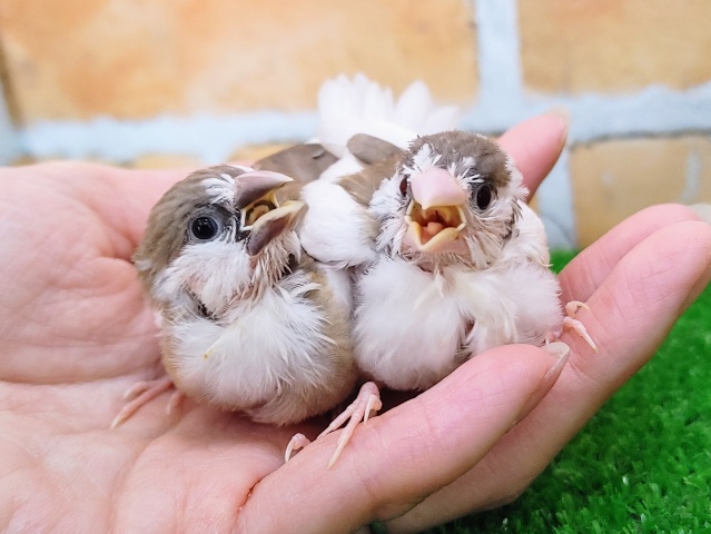 十姉妹（ジュウシマツ）