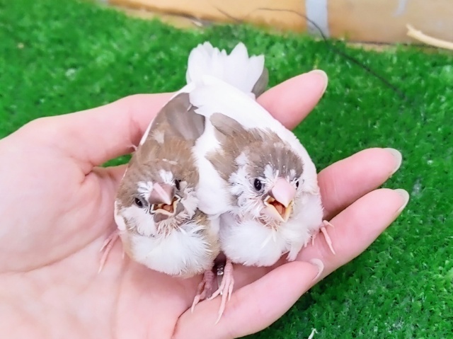 十姉妹（ジュウシマツ）