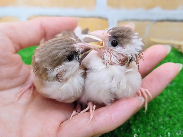 十姉妹（ジュウシマツ）