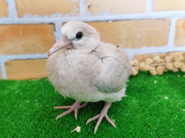 ジュズカケバト