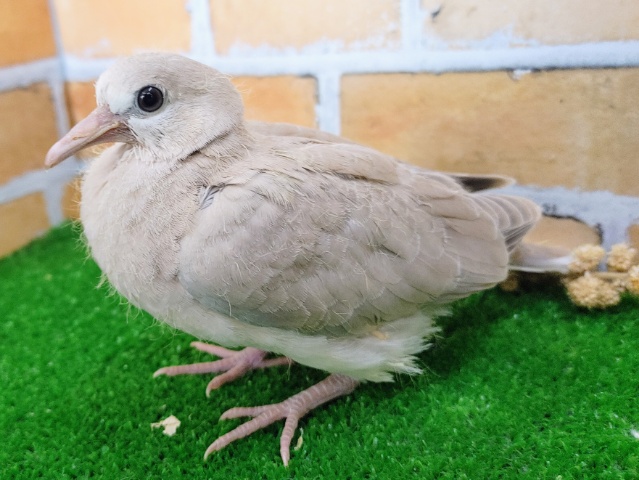 ジュズカケバト