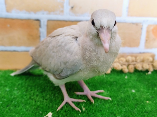 ジュズカケバト