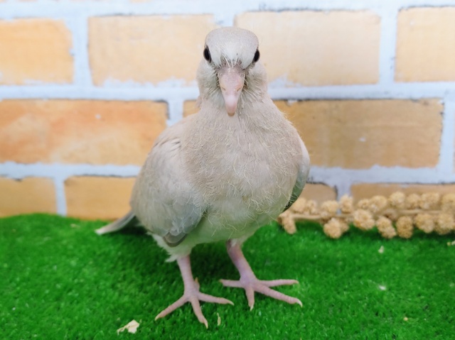 ジュズカケバト