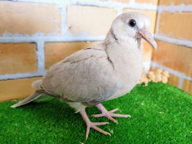 ジュズカケバト