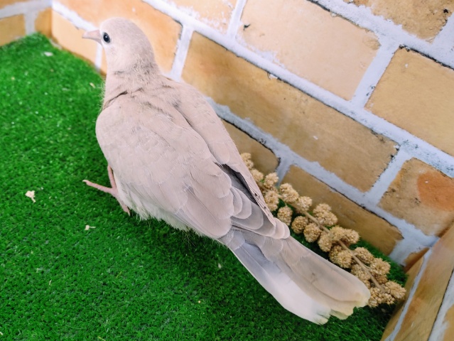 ジュズカケバト